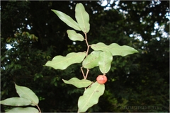 Miliusa leschenaultii